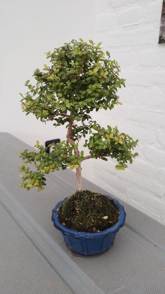 Bonsai Lonicera nitida tuigai, Tuin en Terras, Planten | Bomen, Bloeit niet, Halfschaduw, Overige soorten, Minder dan 100 cm