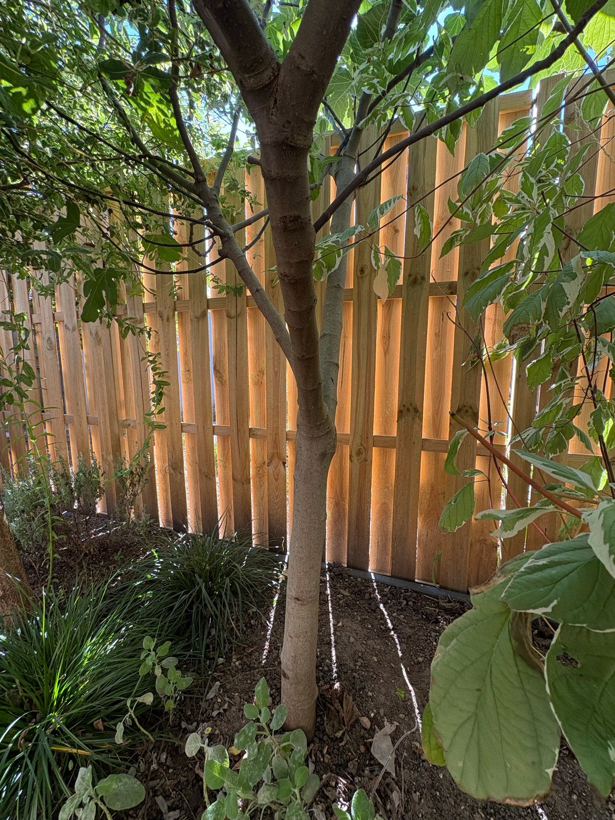 Vijgenboom 3 meter - 3,5 jaar oud, Overige soorten, 100 tot 250 cm, Zomer, Ophalen