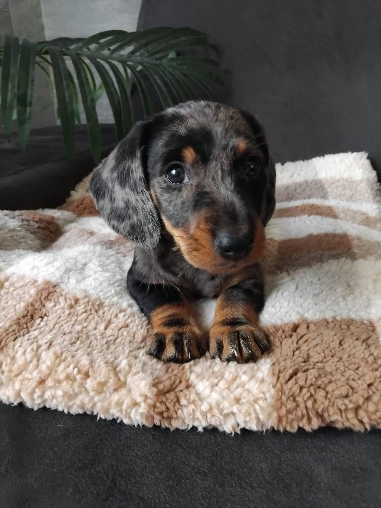 Prachtige Merle Dwergteckel Pups te Koop., België, Particulier, 8 tot 15 weken, Korthaar