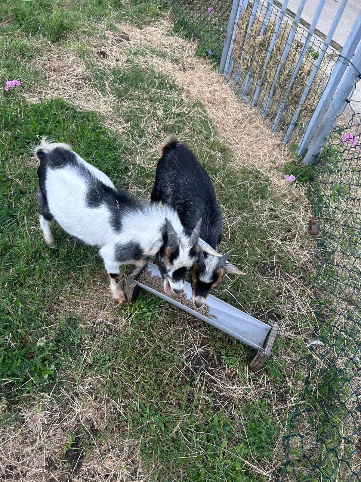 Dekbokken, Dieren en Toebehoren, Mannelijk, Geit