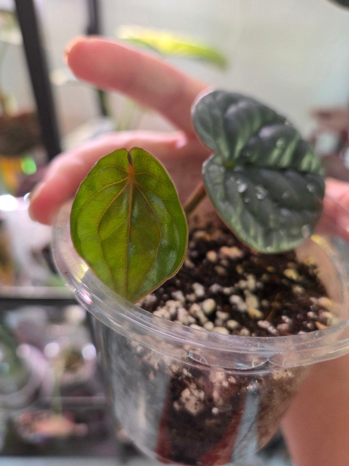 Anthurium luxurians, Ophalen of Verzenden, Halfschaduw, Minder dan 100 cm