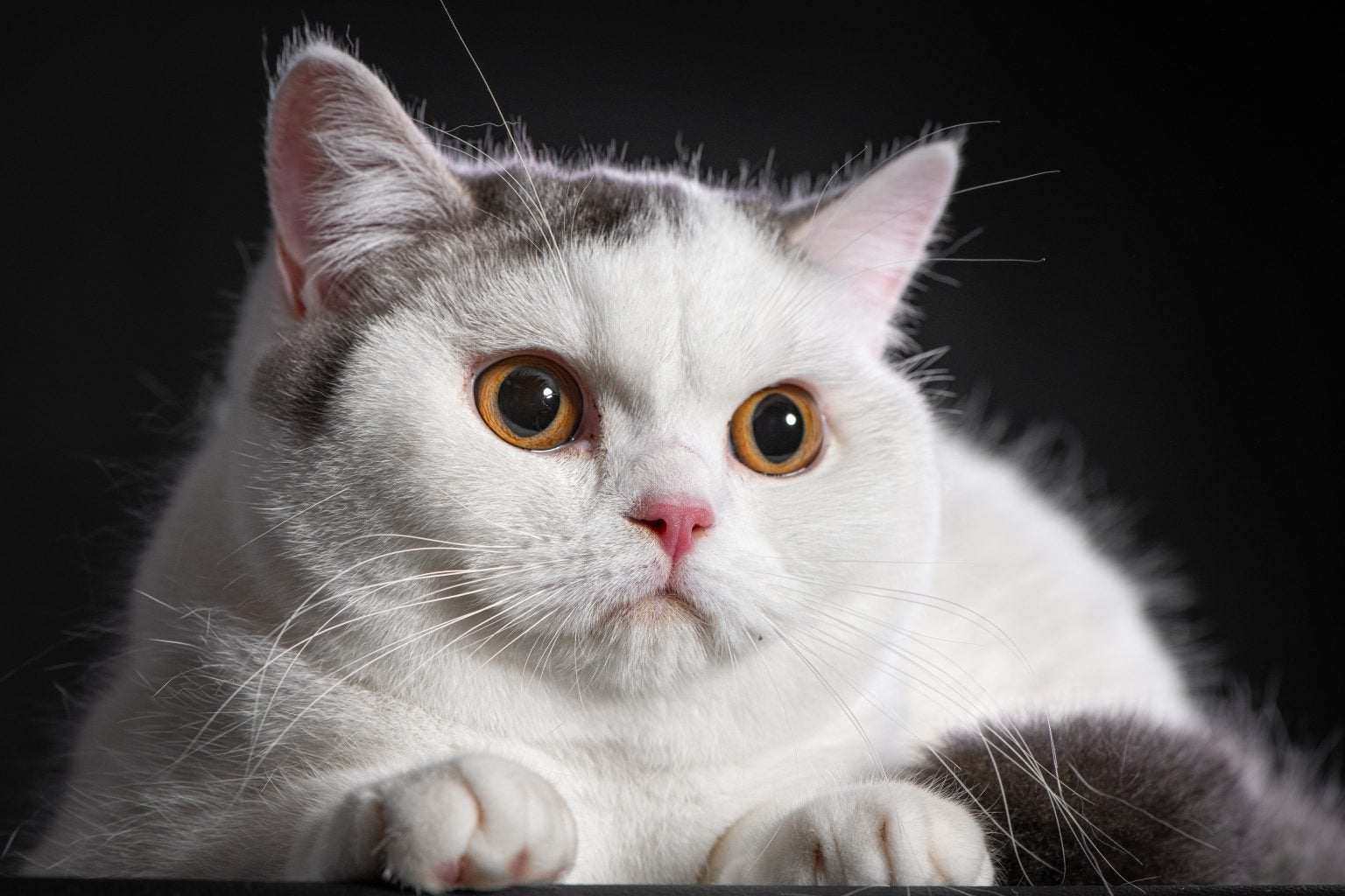 Britse korthaar poes met Stamboom Dna profiel, Dieren en Toebehoren, Poes, Gechipt