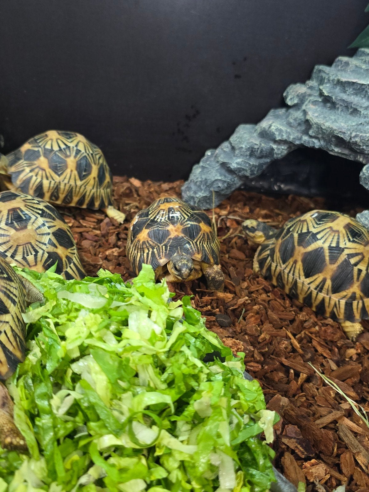 Prachtige stralenschildpadden (Astrochelys radiata) Tortoise photo 7