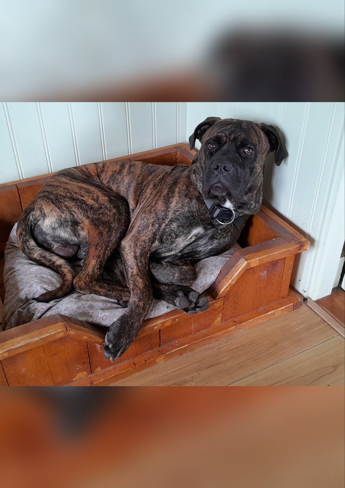 Lieve Dekreu Bullmastiff / Cane Corso succesvolle ervaringen, Dieren en Toebehoren, Honden | Dekreuen, Reu, 1 tot 2 jaar, Eén hond