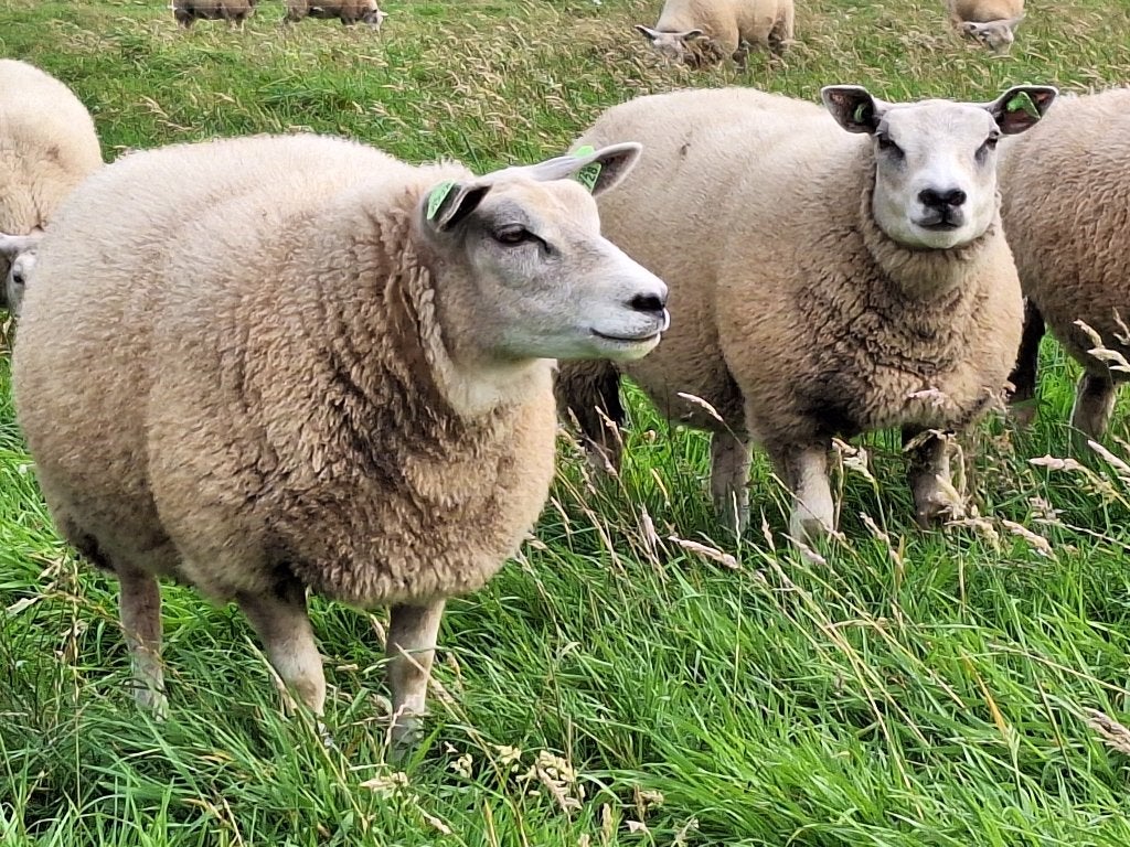 Texelaar ooilammeren zwoegervrij, Dieren en Toebehoren, Schapen, Geiten en Varkens, Vrouwelijk, Schaap, 0 tot 2 jaar