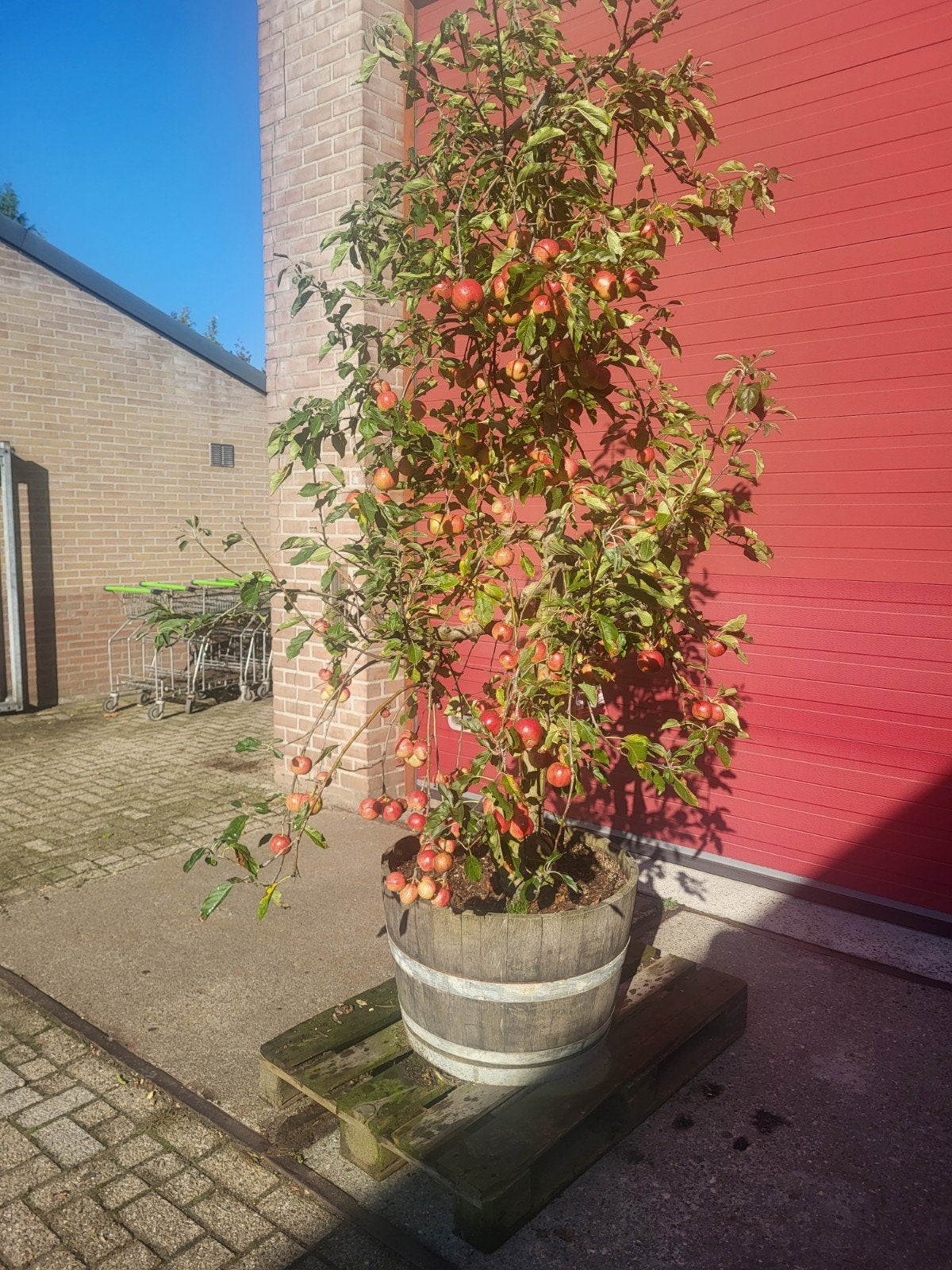 appelboom in mooi houten wijnvat, Ophalen of Verzenden, Volle zon, Overige soorten, 100 tot 250 cm
