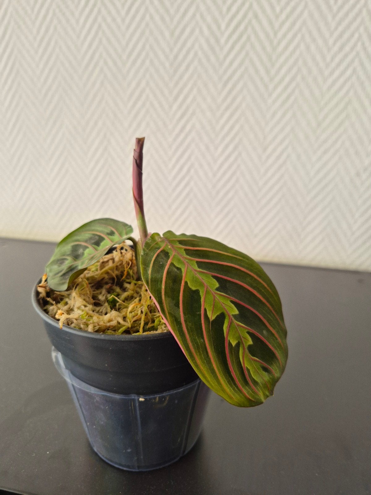 Calathea stekje - Prachtige bladplant voor binnen, Overige soorten, Vaste plant, Ophalen of Verzenden, Bloeit niet