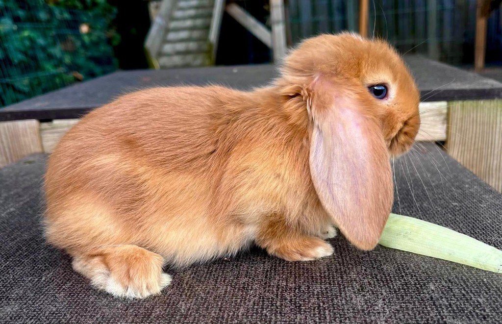 Prachtige jonge Franse Hangoren (oranje), Dieren en Toebehoren, Konijnen, Meerdere dieren, Groot, Hangoor, 0 tot 2 jaar