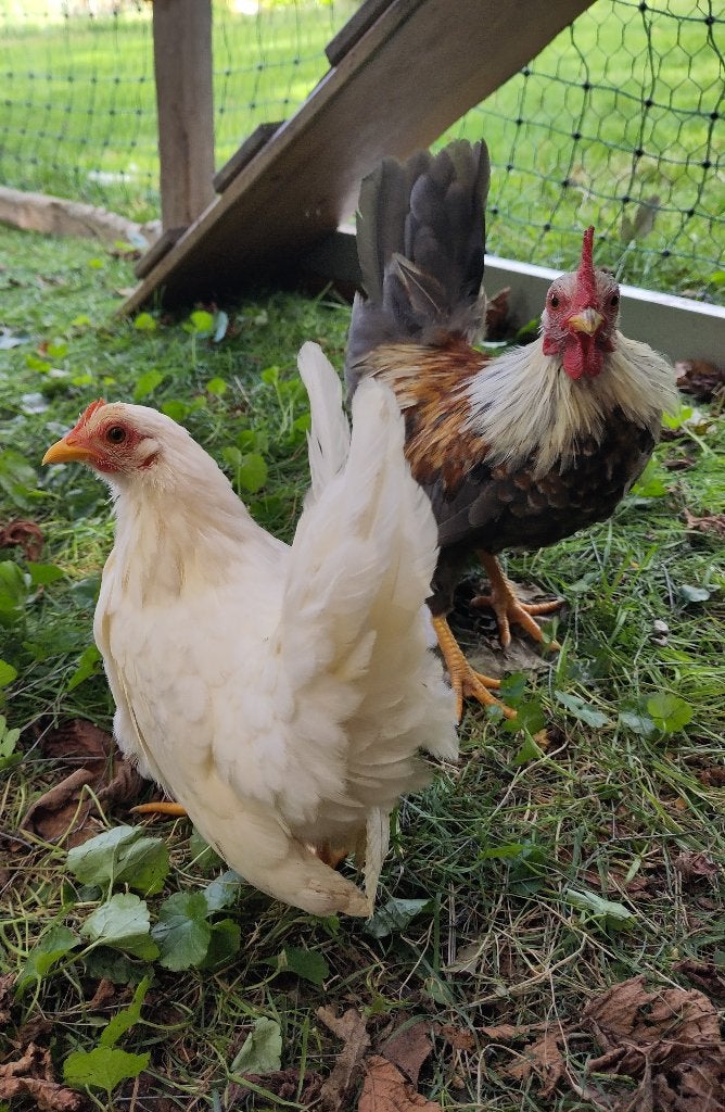 Jonge serama 1hen+1haan, Meerdere dieren, Kip