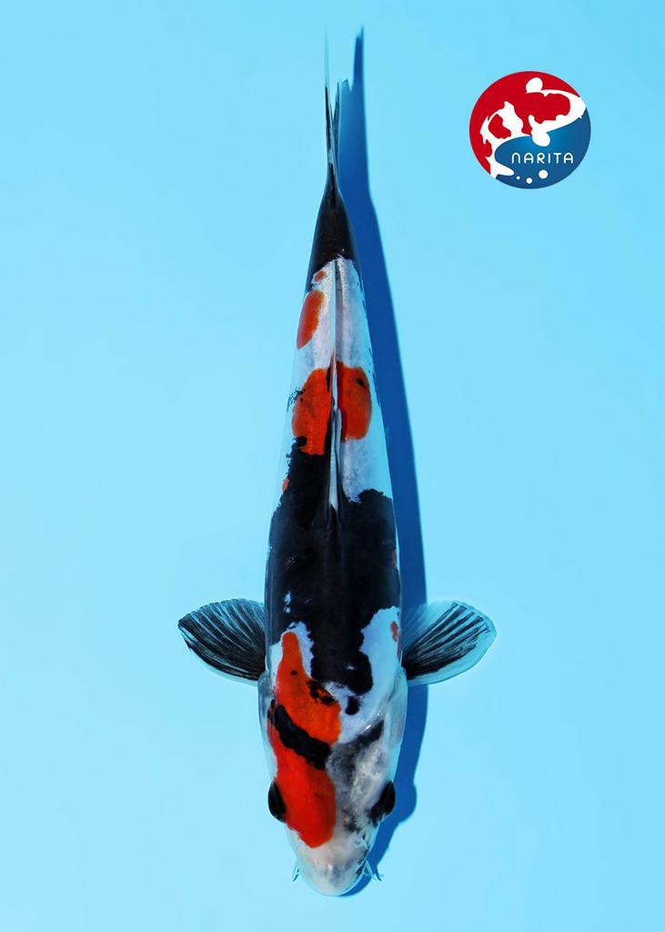 Kibi Doitsu Showa, Dieren en Toebehoren, Vissen | Vijvervissen, Karper of Koi