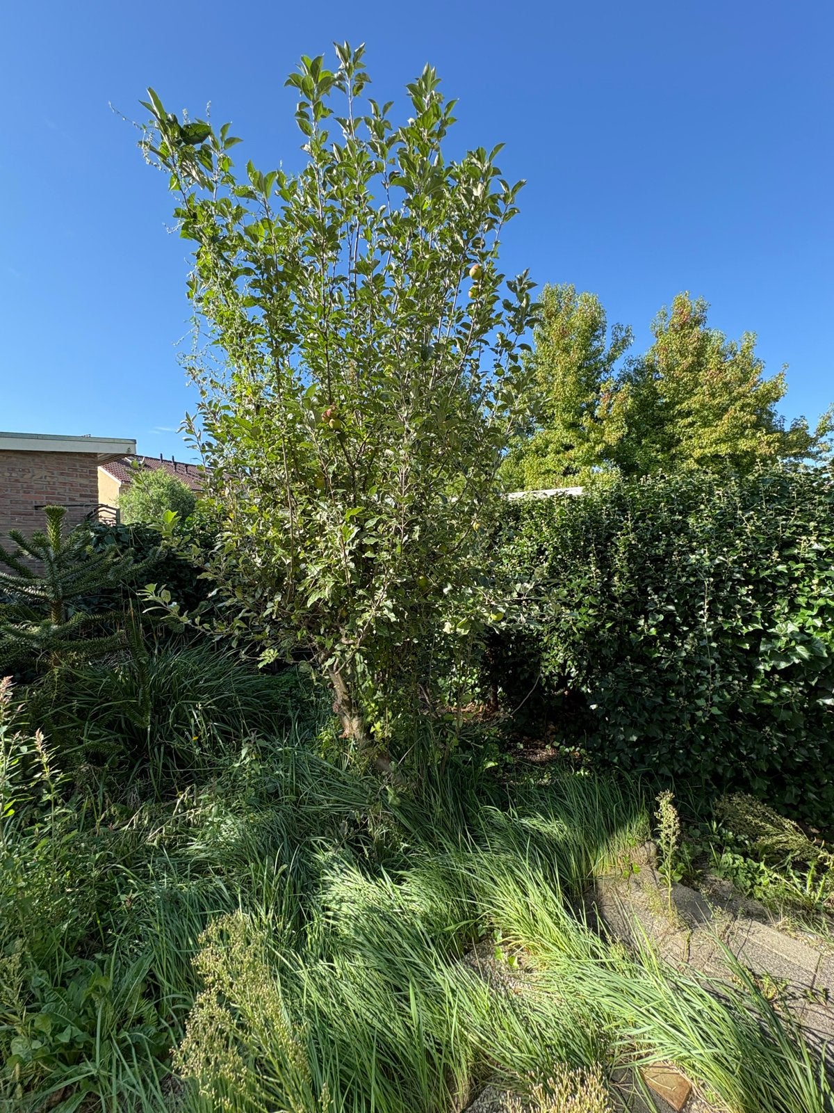 Appelboom - Ideaal voor elke tuin GRATIS zelf uitgraven, Volle zon, Lente, 250 tot 400 cm, Overige soorten