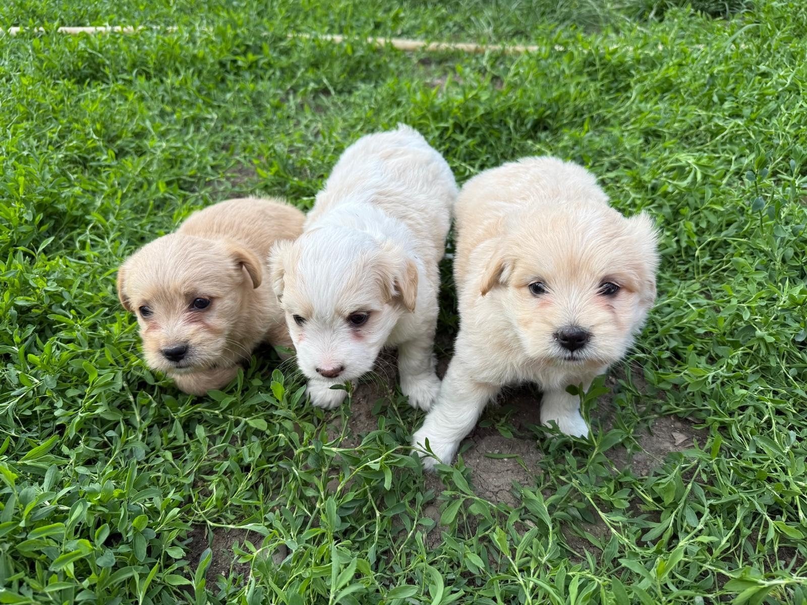 BICHON /malteser puppy's adoptiehond roemenie, Dieren en Toebehoren, Particulier, Overige rassen, 8 tot 15 weken, Buitenland