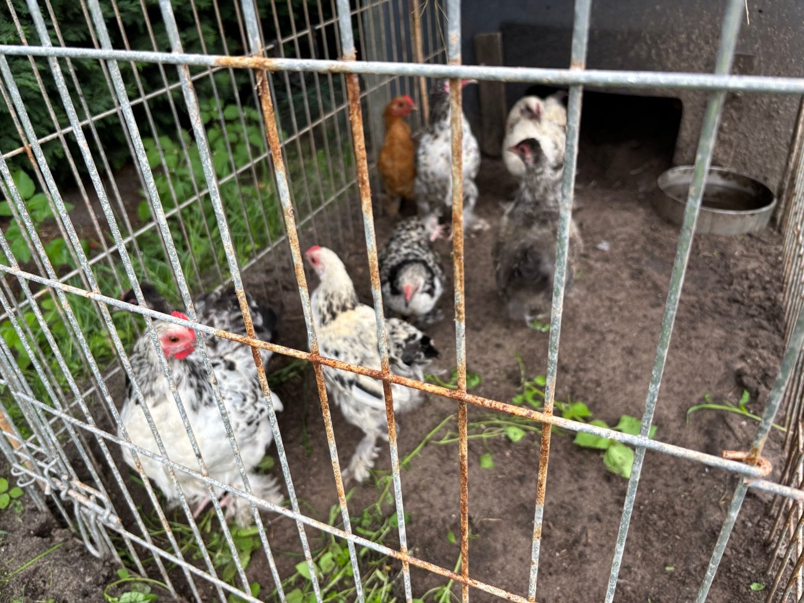 Jonge haantjes, Dieren en Toebehoren, Mannelijk, Kip