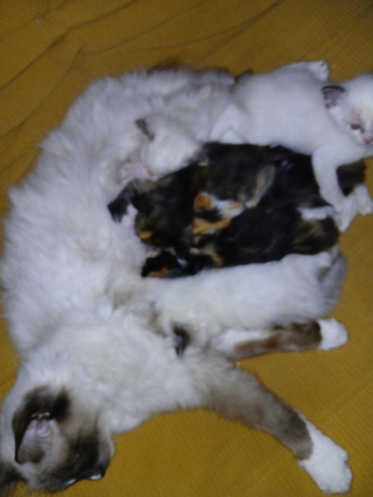 ragdoll kruising kittens, Meerdere dieren, Ontwormd, 0 tot 2 jaar