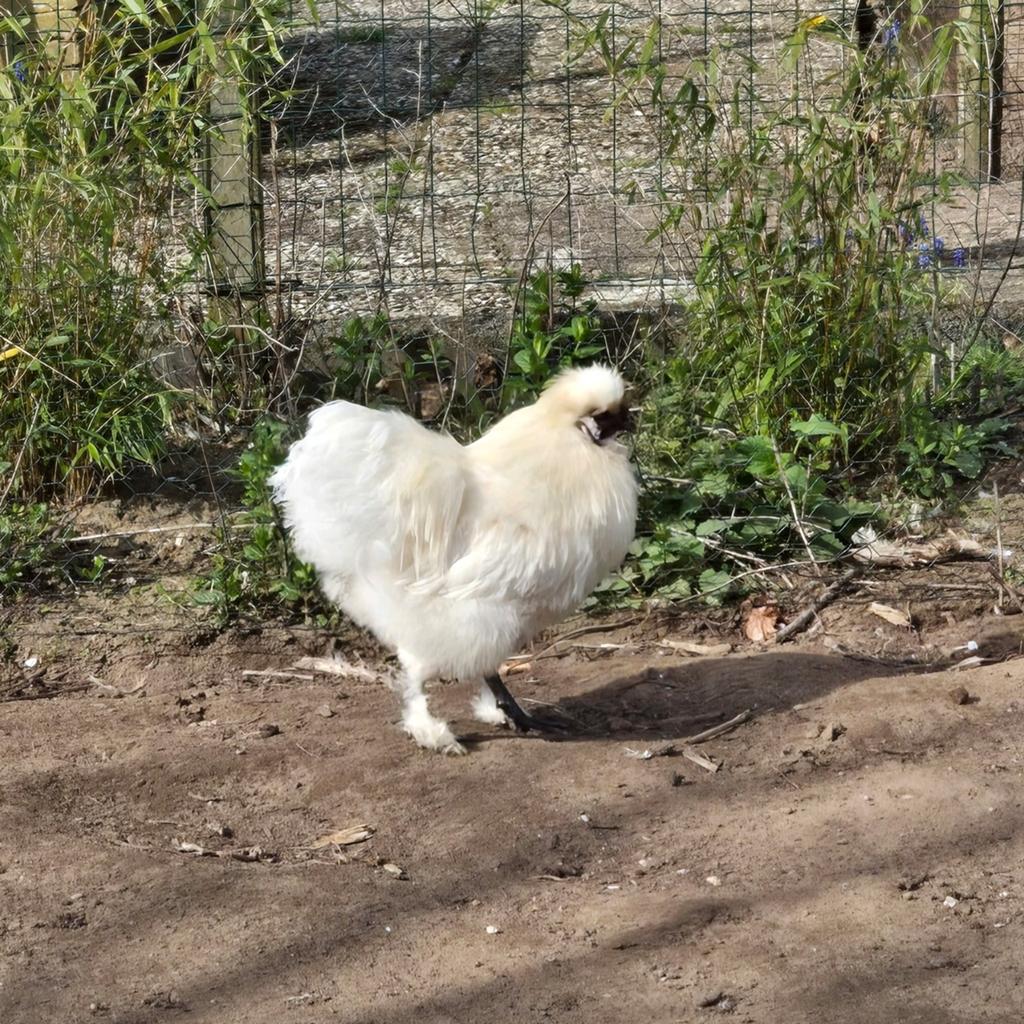 Usa zijdehoen haantjes, Dieren en Toebehoren, Pluimvee, Mannelijk, Kip