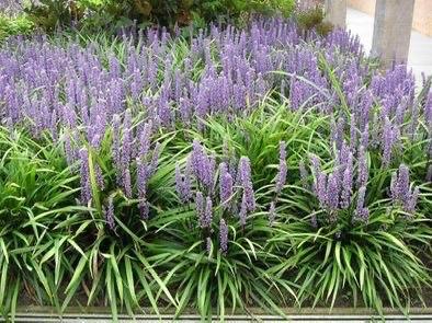 Liriope ‘Muscari’ Moneymaker (Leliegras) P9, Overige soorten, Vaste plant, Ophalen of Verzenden, Halfschaduw