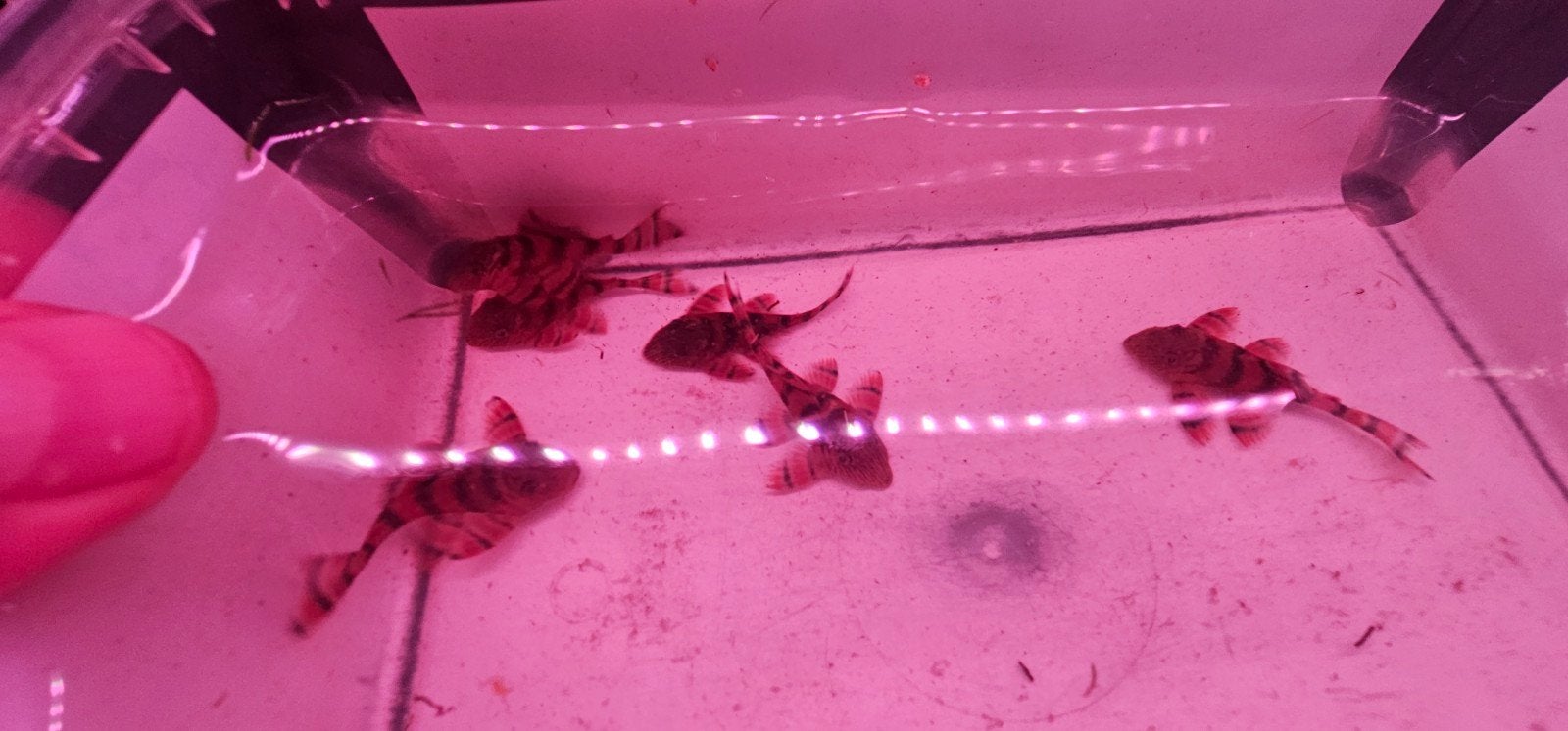 L397 algeneters, ancistrus, tiger pleco, Dieren en Toebehoren, Vissen | Aquariumvissen, Vis, Zoetwatervis, Schoolvis