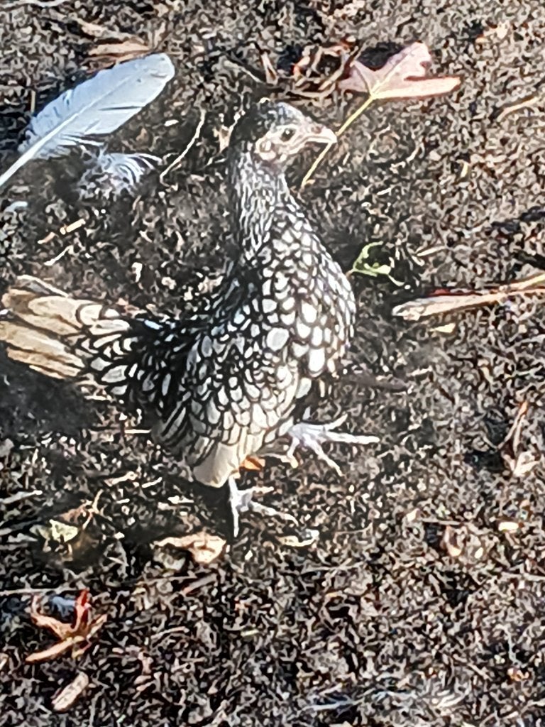 sebright krieltjes, Dieren en Toebehoren, Meerdere dieren, Kip