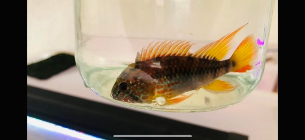 Apistogramma macmasteri, Vis