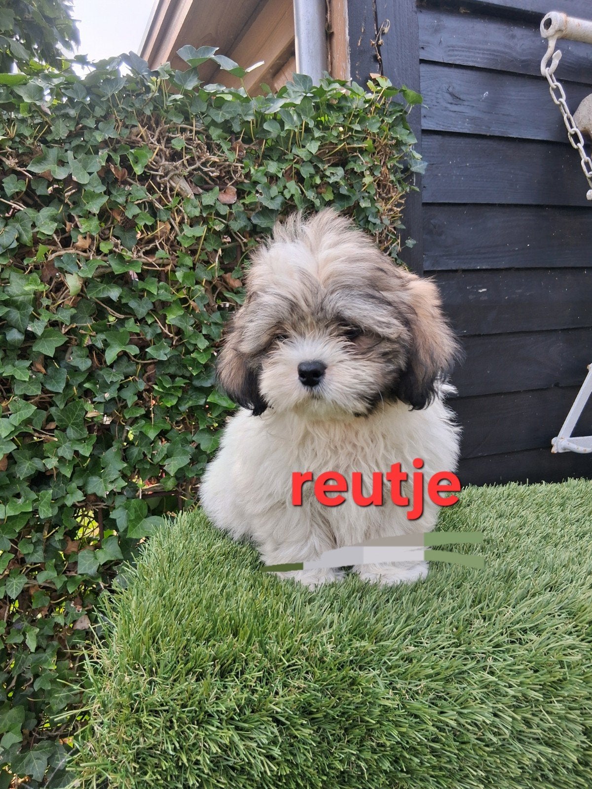 Te koop mooie speelse klein blijvende boomer pups, Parvo, Overige rassen, 8 tot 15 weken, Meerdere