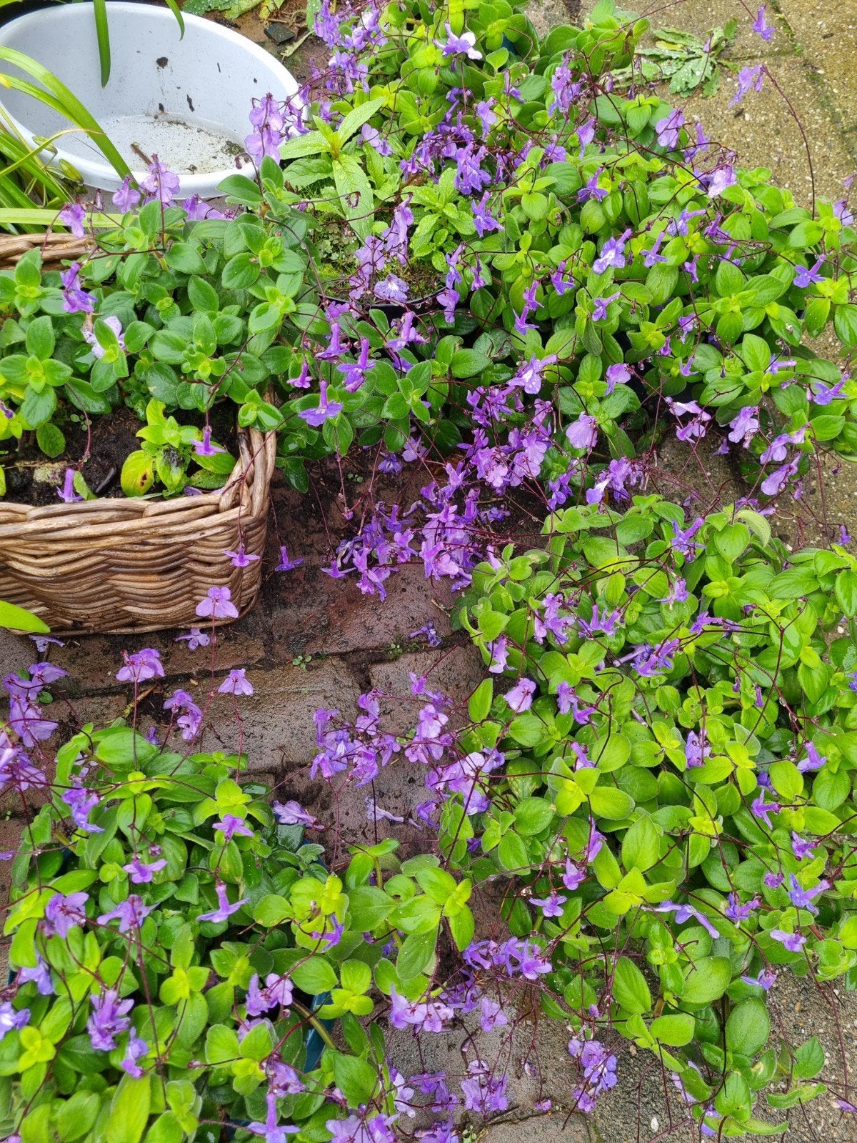bloeiend teer plantje, Tuin en Terras, Ophalen, Overige soorten