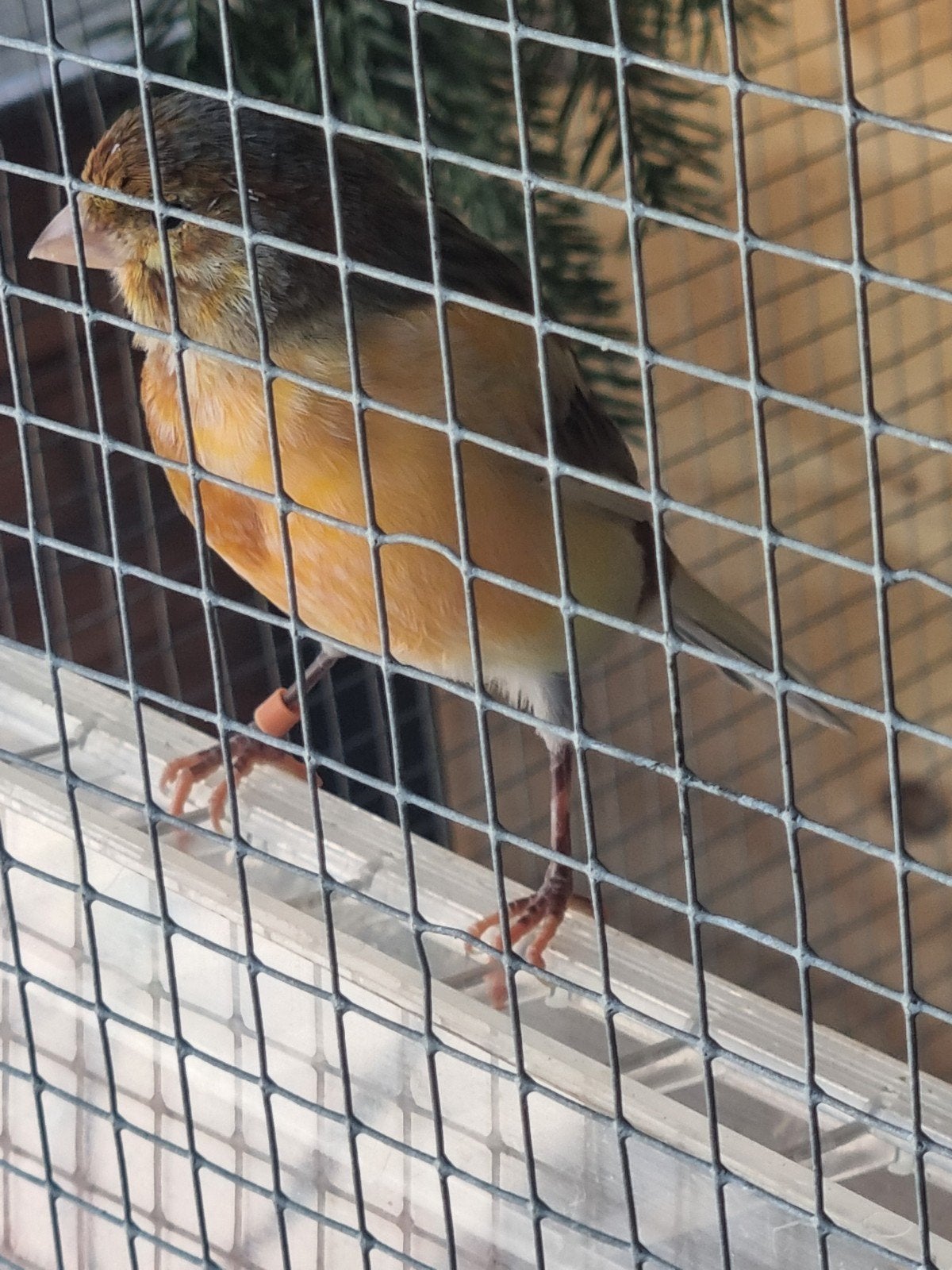harlekijn man tekoop, Dieren en Toebehoren, Vogels | Kanaries, Mannelijk, Kleurkanarie