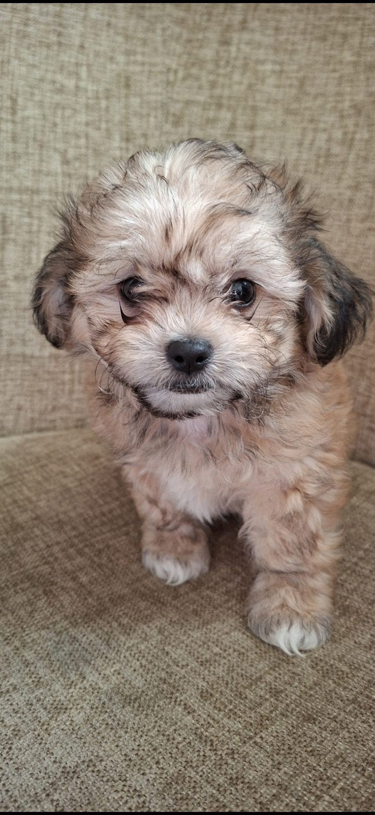 Boomer pups reu gereserveerd, Dieren en Toebehoren, Eén hond, Nederland, Particulier, Reu