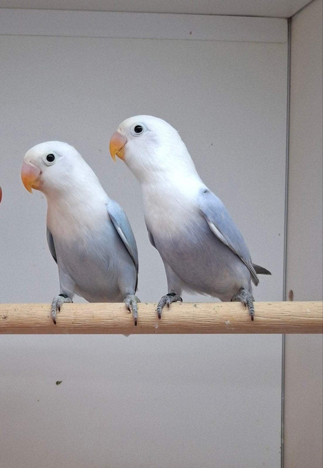 Te koop agapornis fischeri Opaline Dilute, Geslacht onbekend, Dwergpapegaai of Agapornis, Geringd