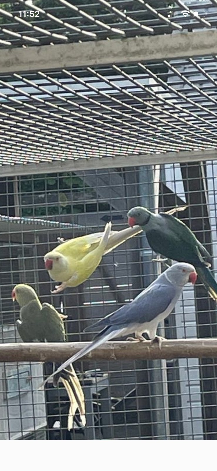 1-0 violetbleekstaart.  25., Dieren en Toebehoren, Vogels | Parkieten en Papegaaien, Mannelijk, Parkiet