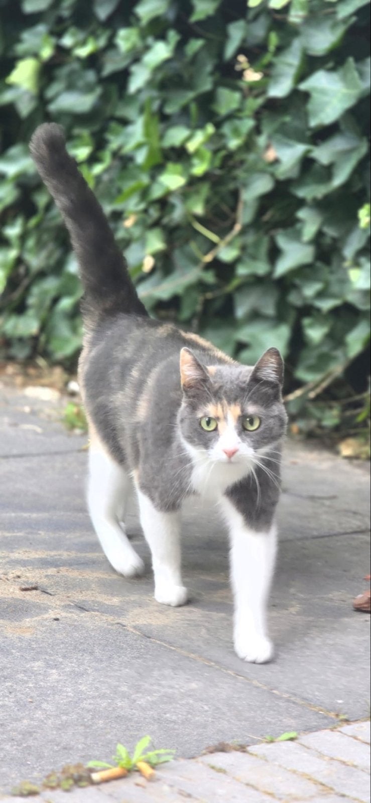 Gezocht - een fijn huisje voor onze poes, Poes