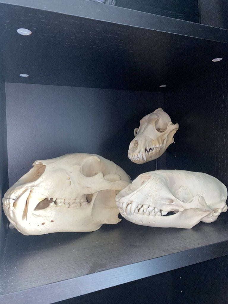 Diverse schedels - samen of los te koop, Ophalen of Verzenden, Wild dier, Schedel