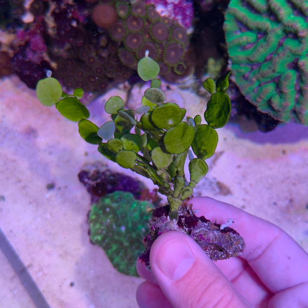 Halimeda Zeewier / Macro Algae Zeeaquarium, Overige typen, Zoutwatervis