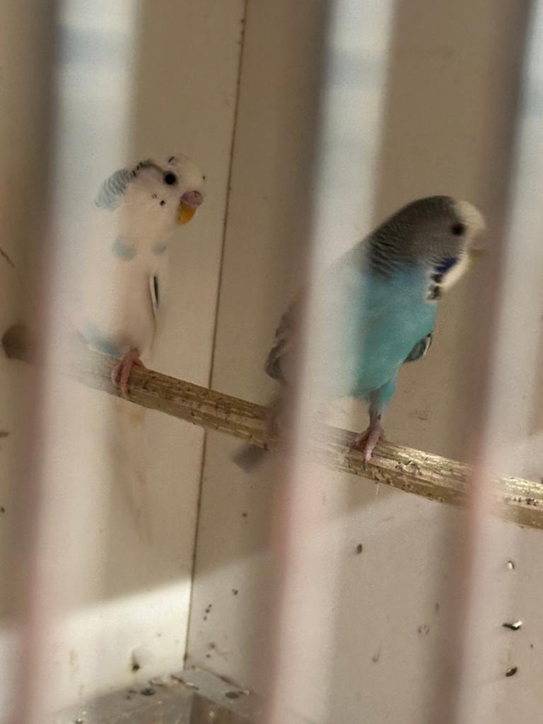 Mooi koppel grasparkieten, Meerdere dieren, Geringd