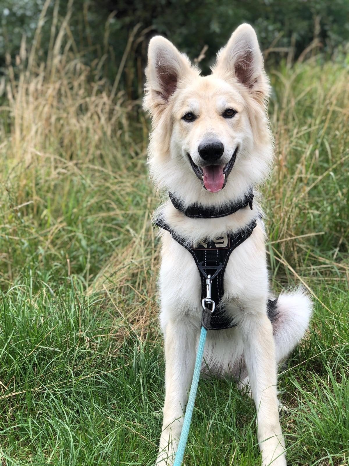 Herdershond 1.8 jaar zoekt baasje, Dieren en Toebehoren, Honden | Herdershonden en Veedrijvers, Reu, 1 tot 2 jaar, Eén hond, Herder