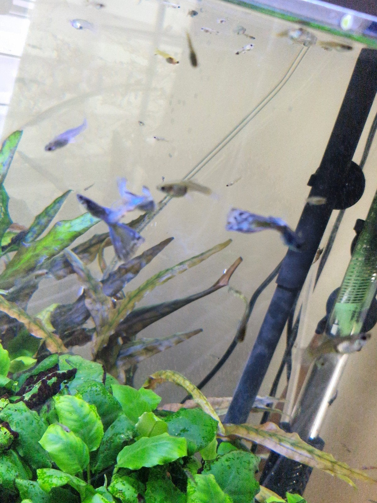 kruising bleu moscow baby guppen, Dieren en Toebehoren, Vis, Zoetwatervis
