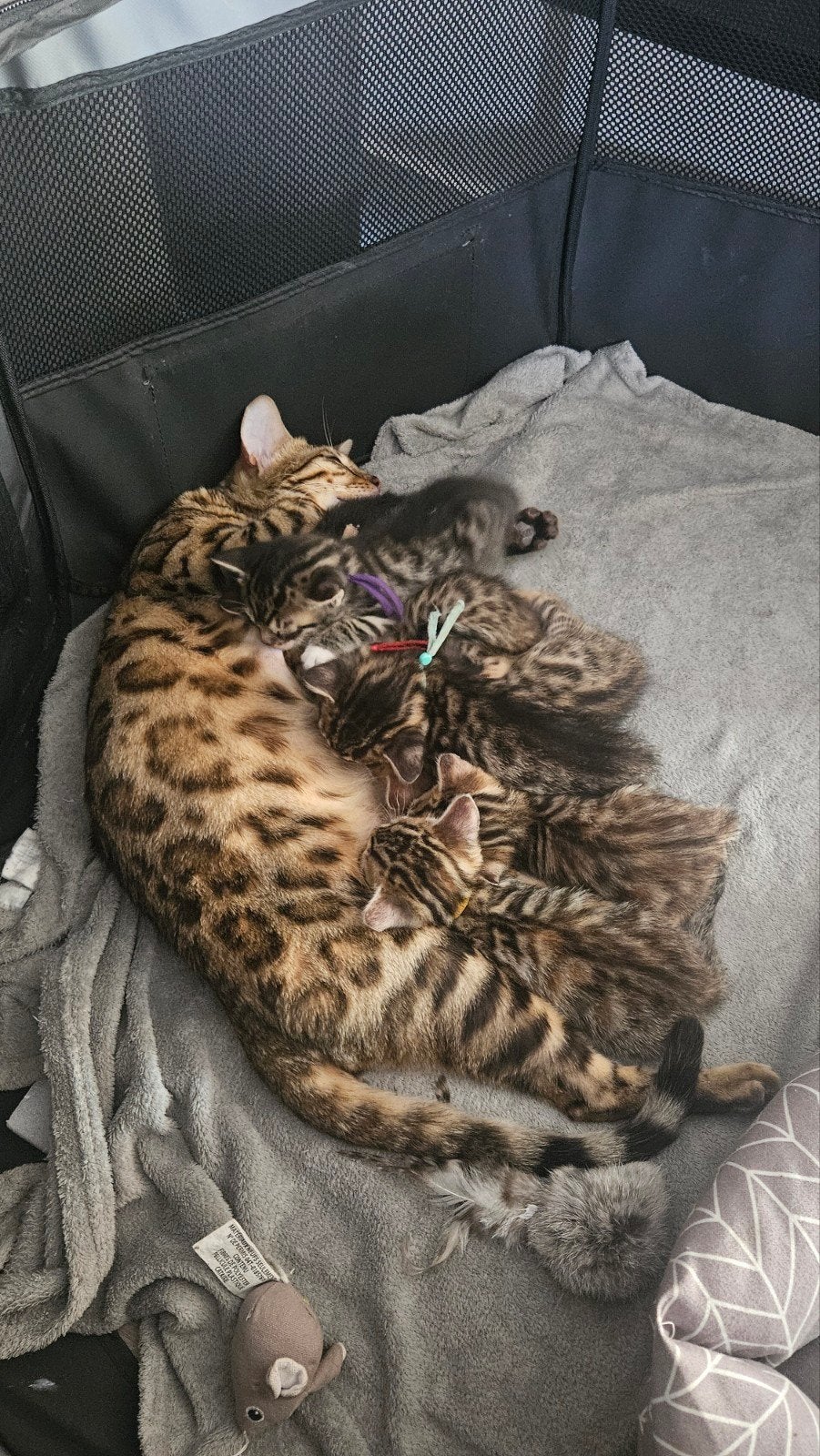 Prachtige Bengaalse kittens, Meerdere dieren, Ontwormd, 0 tot 2 jaar