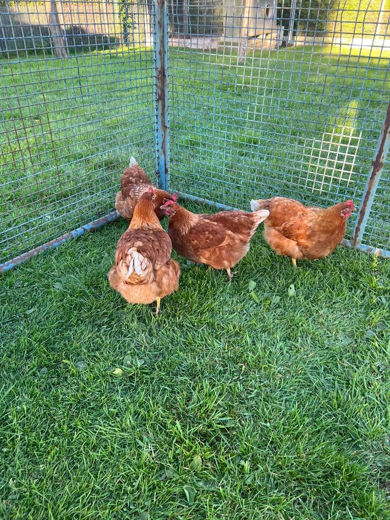 Te koop 4 mooi jonge legkippen, Dieren en Toebehoren, Vrouwelijk, Kip