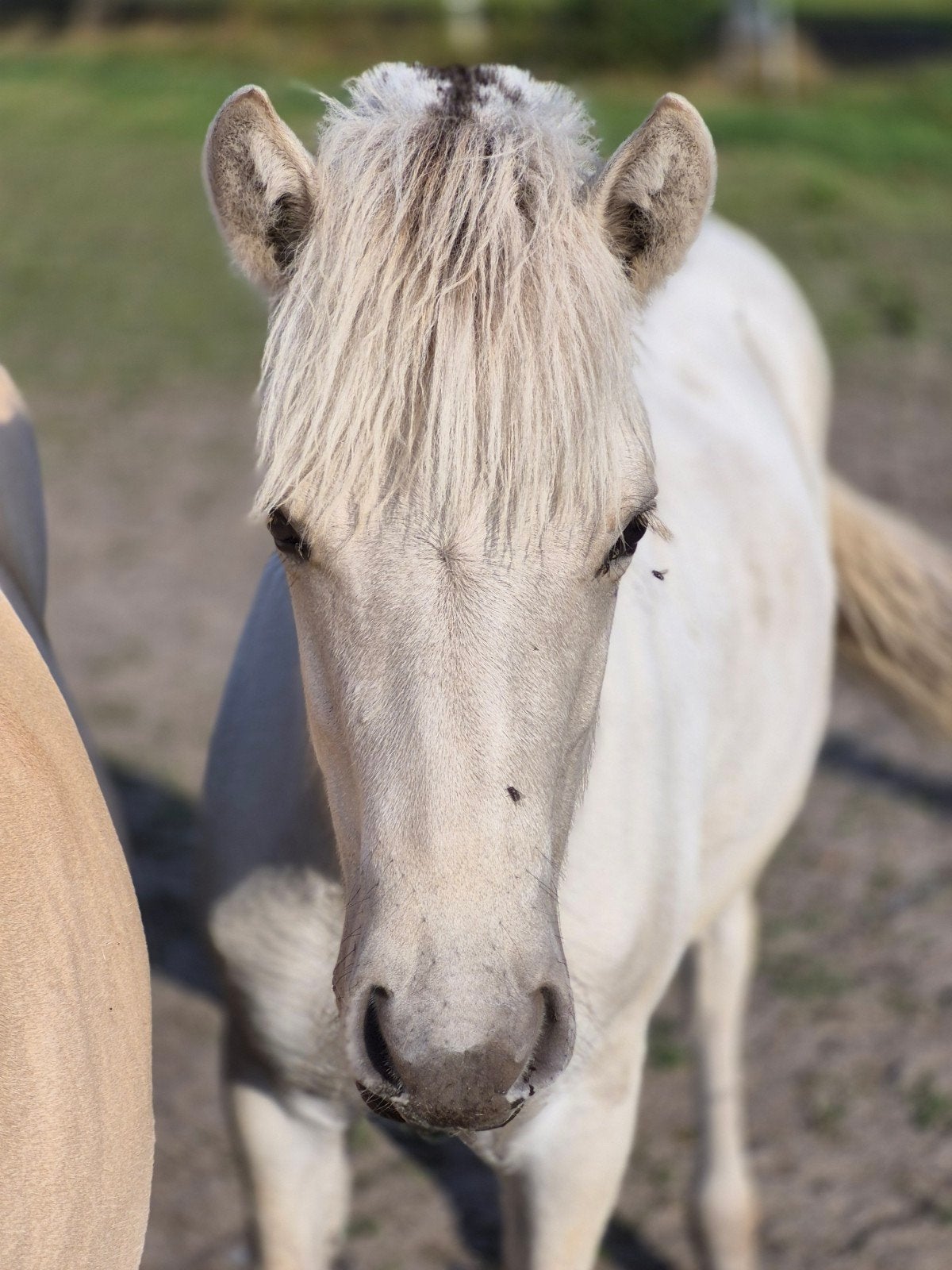 Fjorden merrieveulen, Dieren en Toebehoren, Merrie, A pony (tot 1.17m), Gechipt, 0 tot 2 jaar