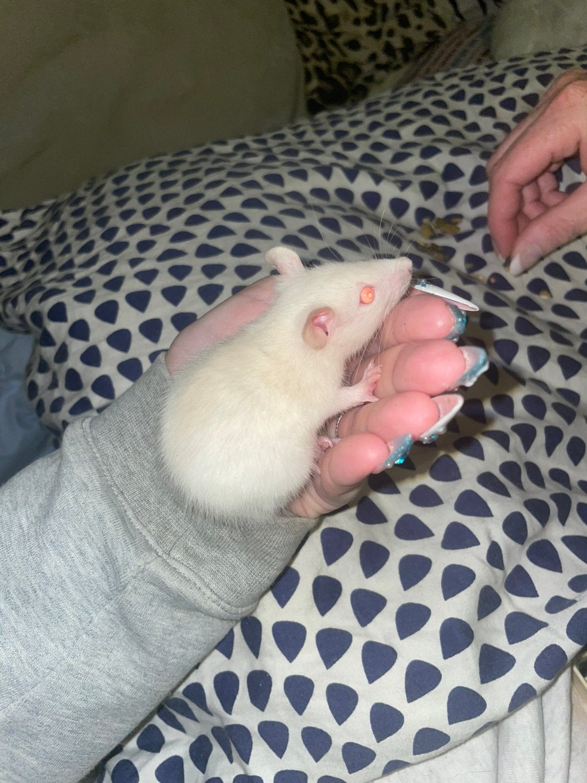 LAATSTE 4 rittens, Rat, Mannelijk, Tam, September