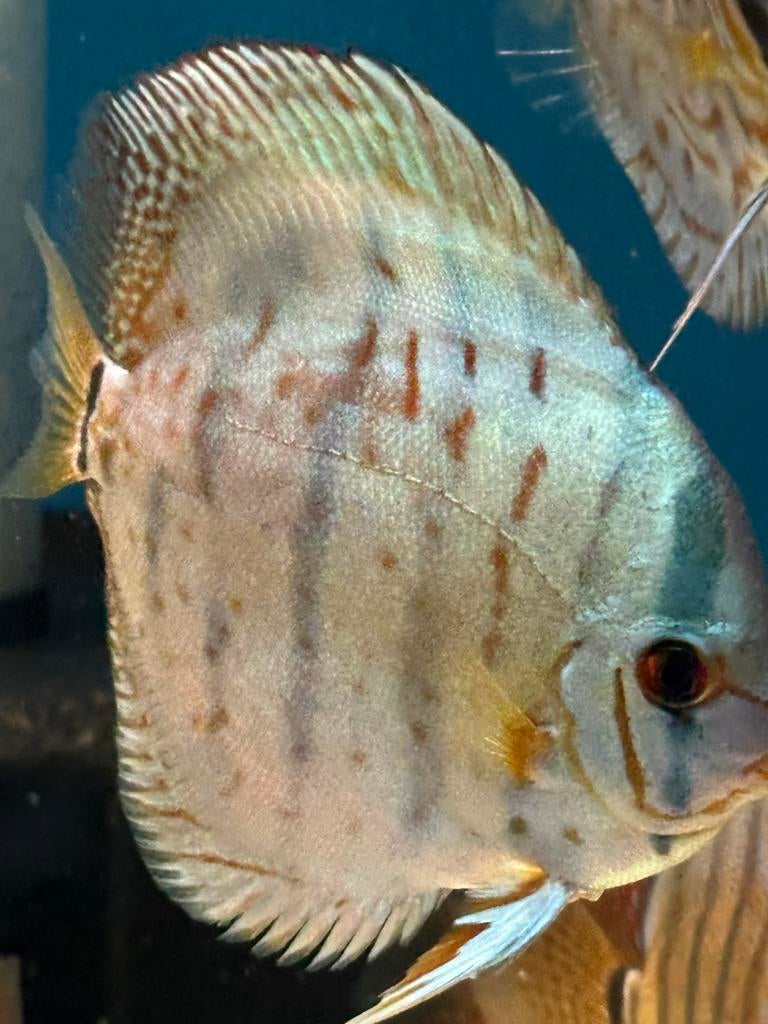 Discus vis colbalt blauw, Vis, Zoetwatervis, Schoolvis