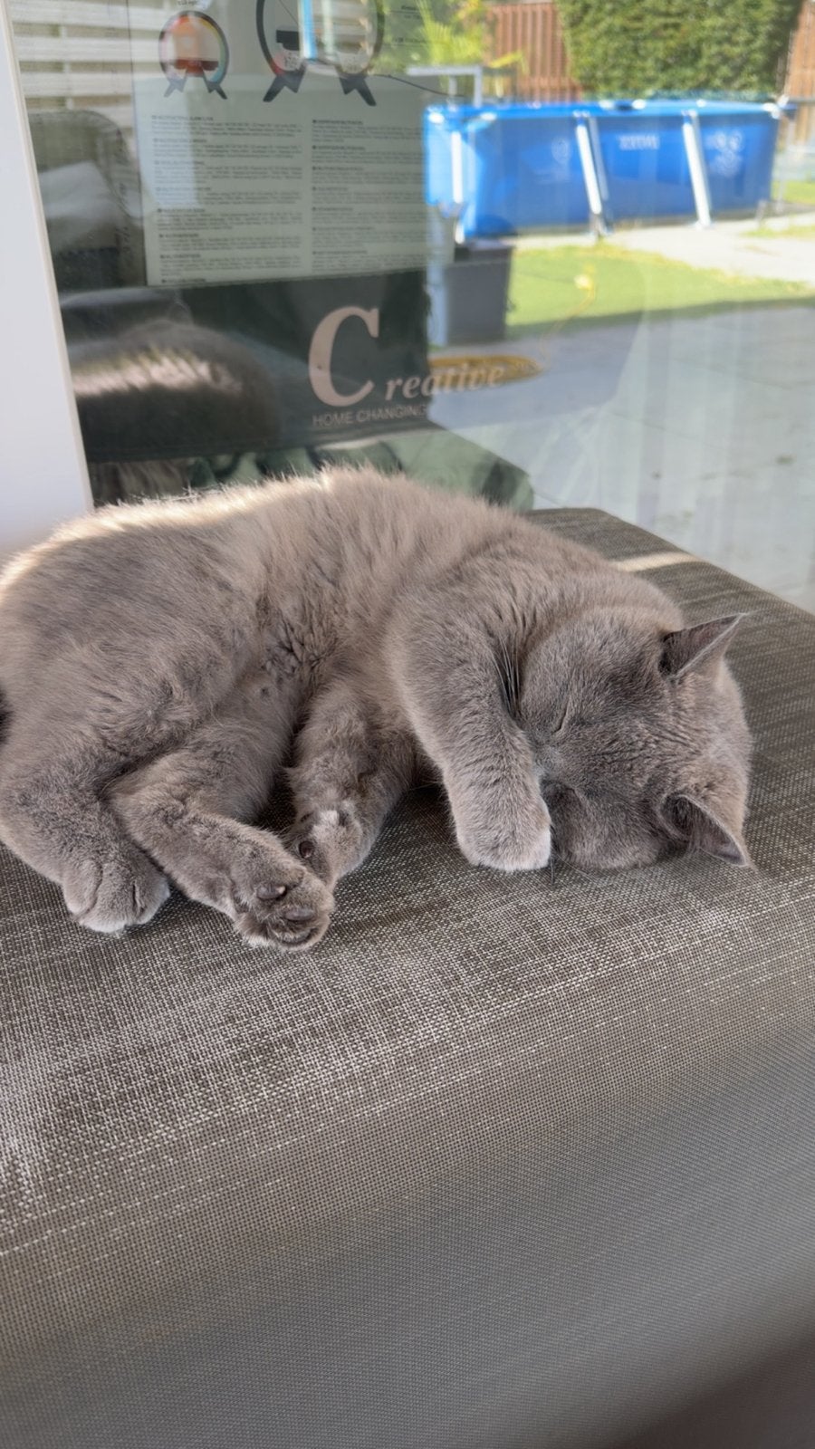 Britse korthaar, Dieren en Toebehoren, Poes, Kortharig, 0 tot 2 jaar