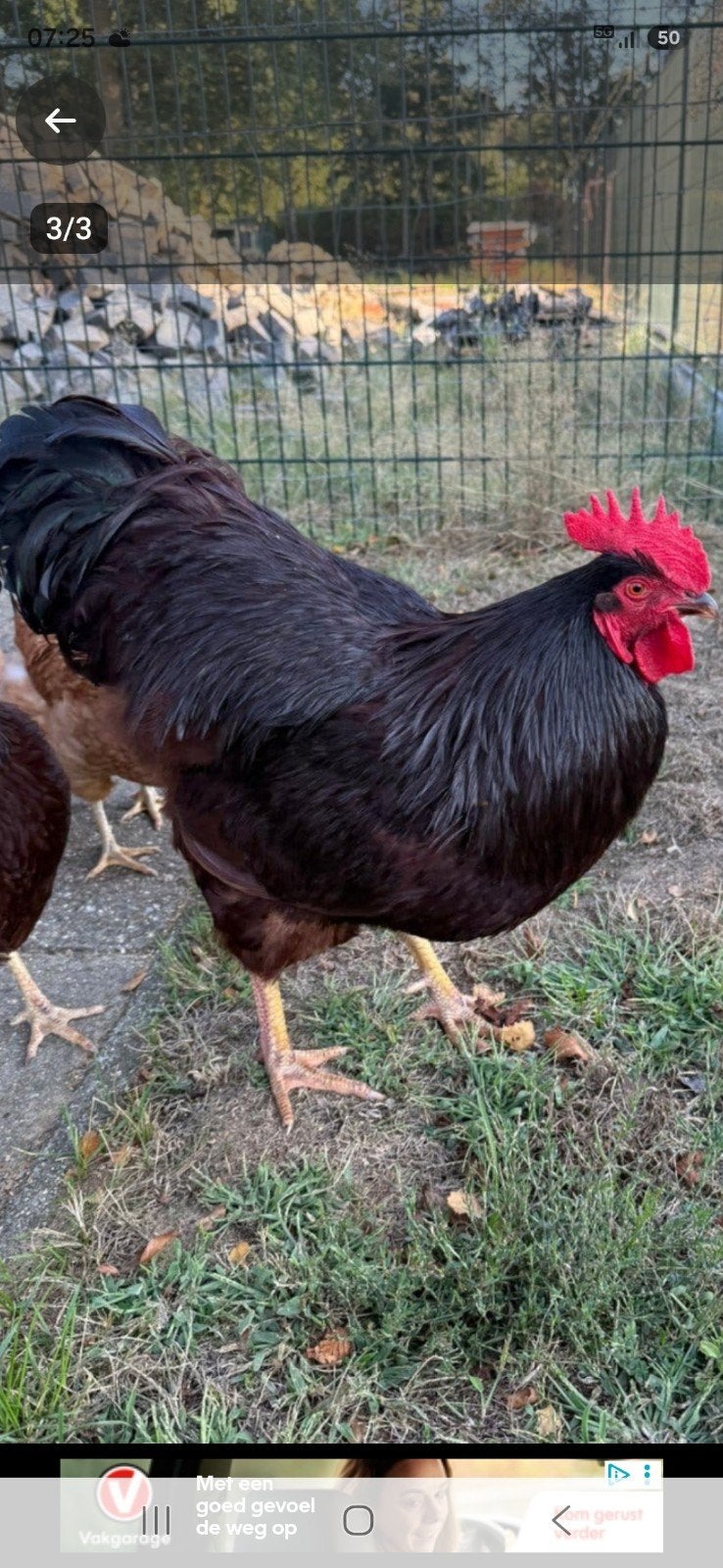 rhode island red, Dieren en Toebehoren, Mannelijk, Kip