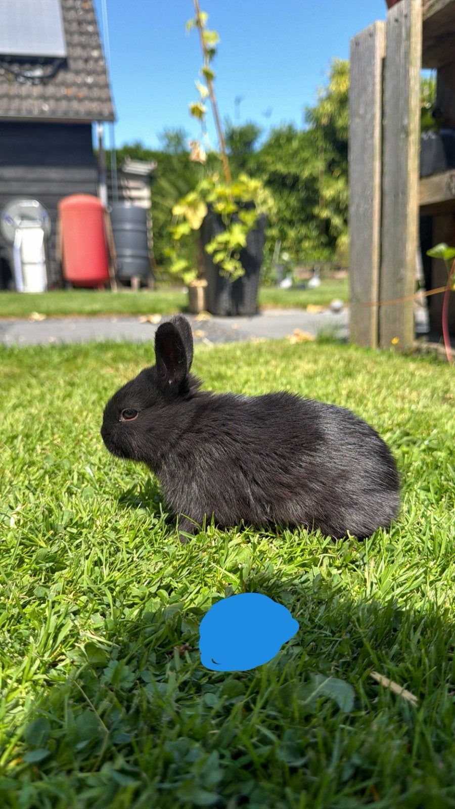 Babykonijntjes, Meerdere dieren, Dwerg