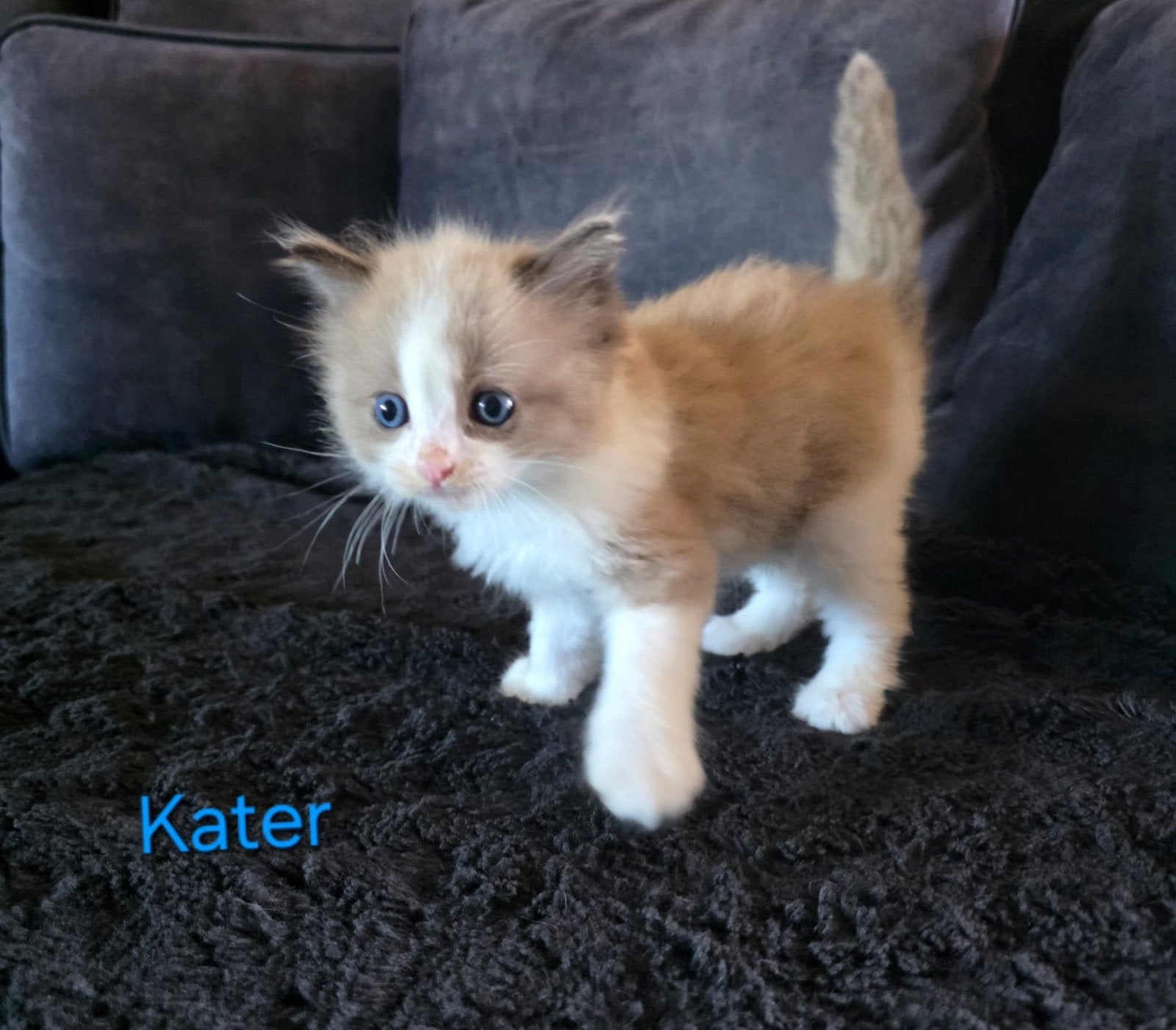 ️lieve ragdoll kittens zoeken een 4 ever home, Meerdere dieren, Ontwormd
