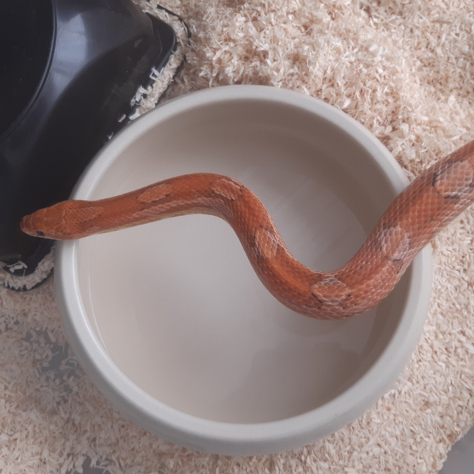 Rattenslang 1.0 Kastanie Rat Snake photo 2