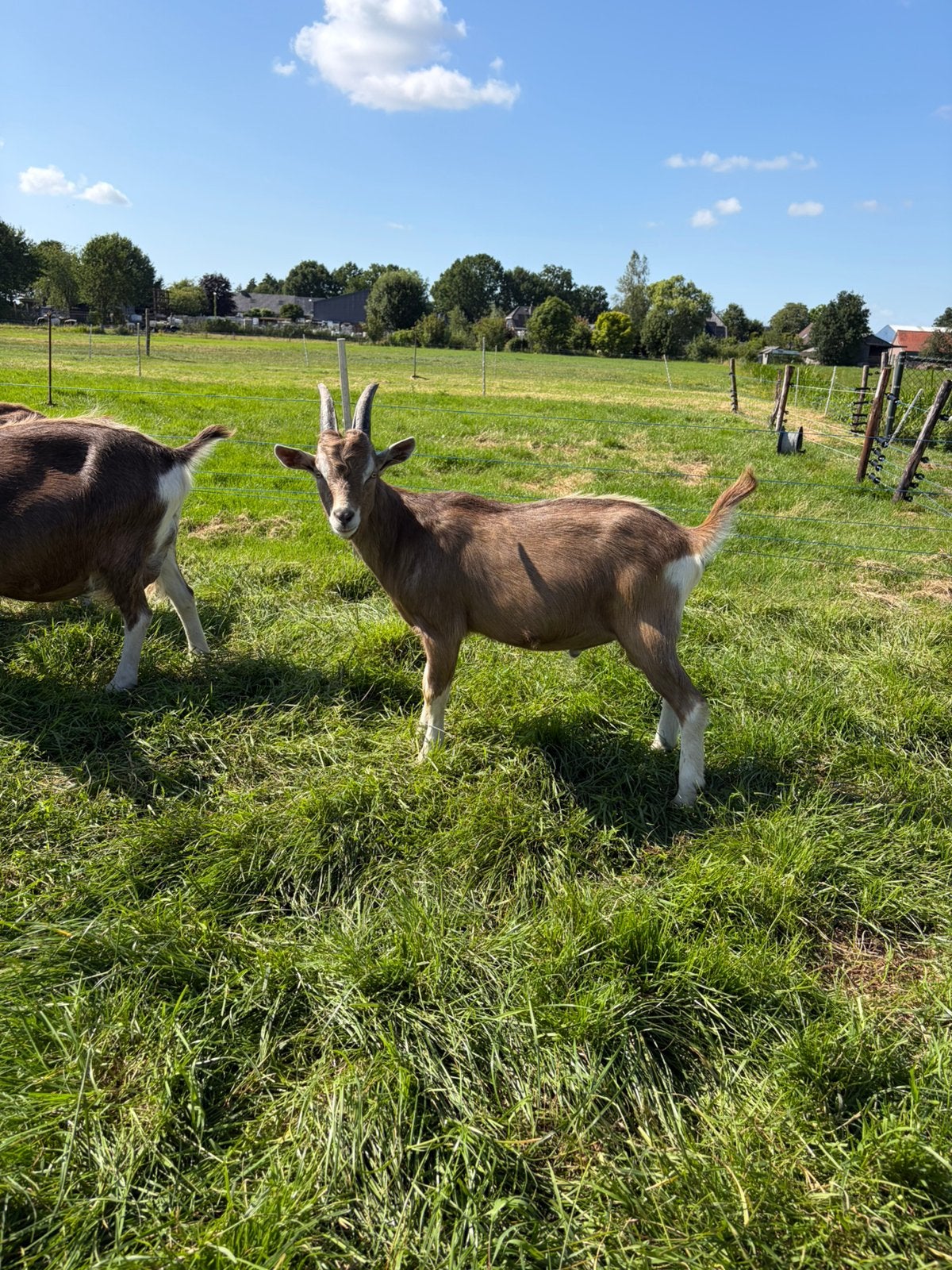 Toggenburger bok, Dieren en Toebehoren, Mannelijk, Geit