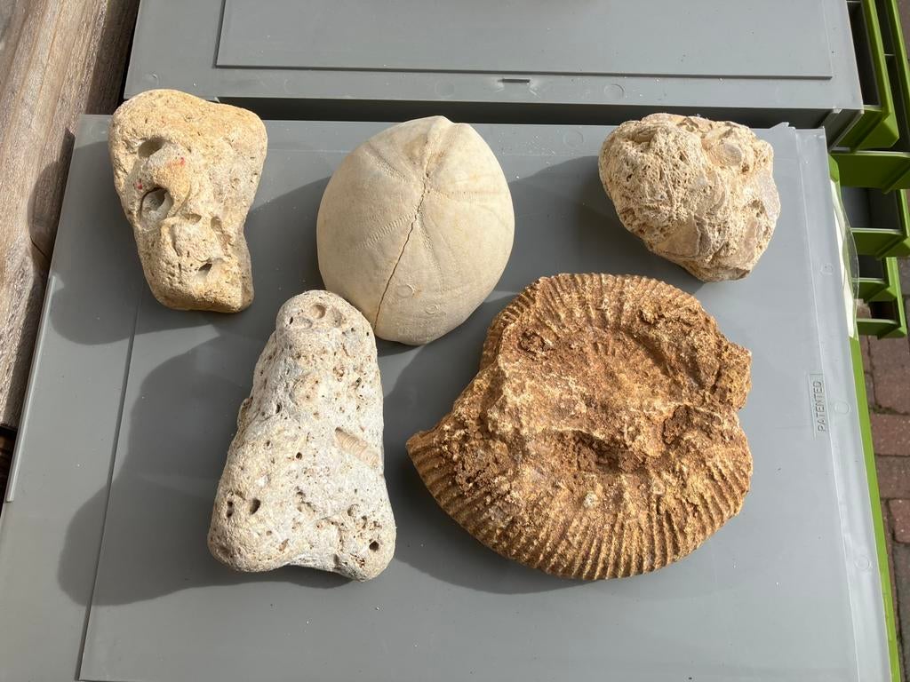 Grote verzameling van fosielen en schelpen, Verzamelen, Ophalen, Fossiel