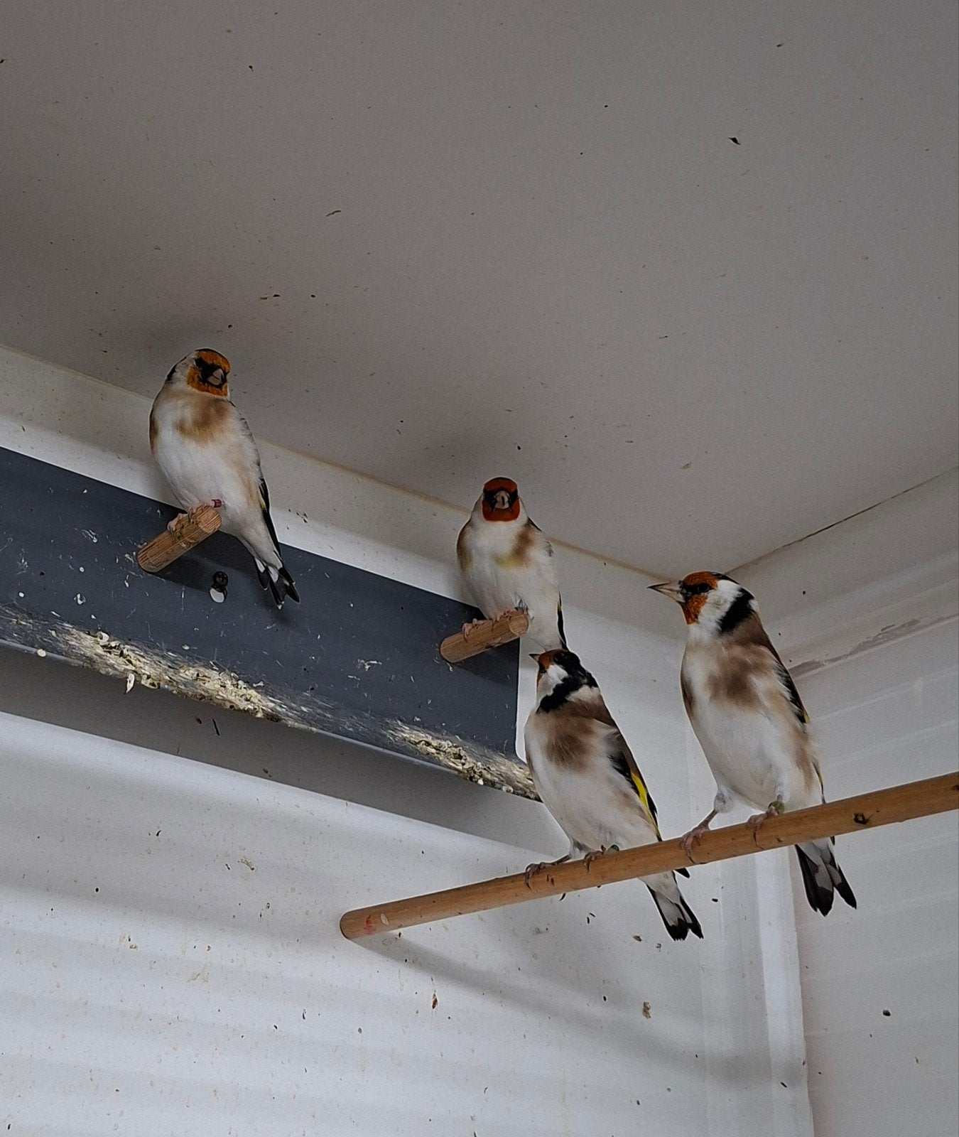 Majoor Putters wildkleur., Meerdere dieren, Wildzangvogel