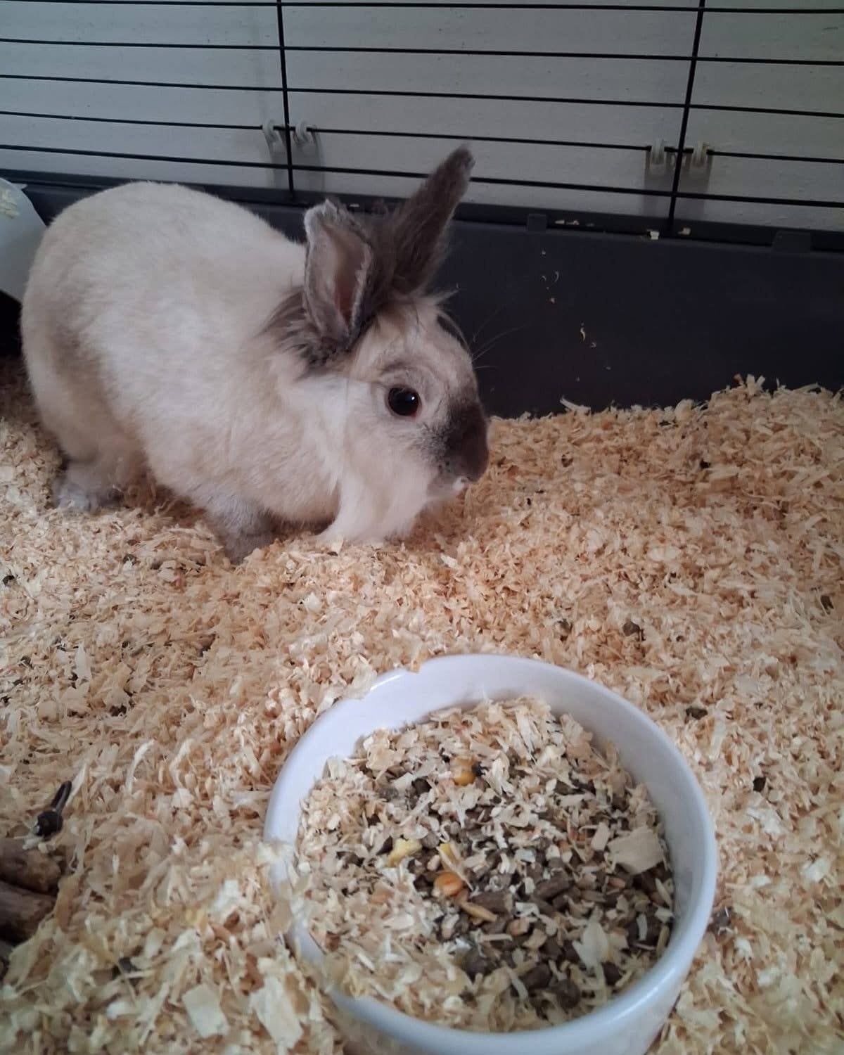 Goed huisje gezocht voor onze lieve Lilly, Dieren en Toebehoren, Konijnen, Vrouwelijk, Klein, 3 tot 5 jaar