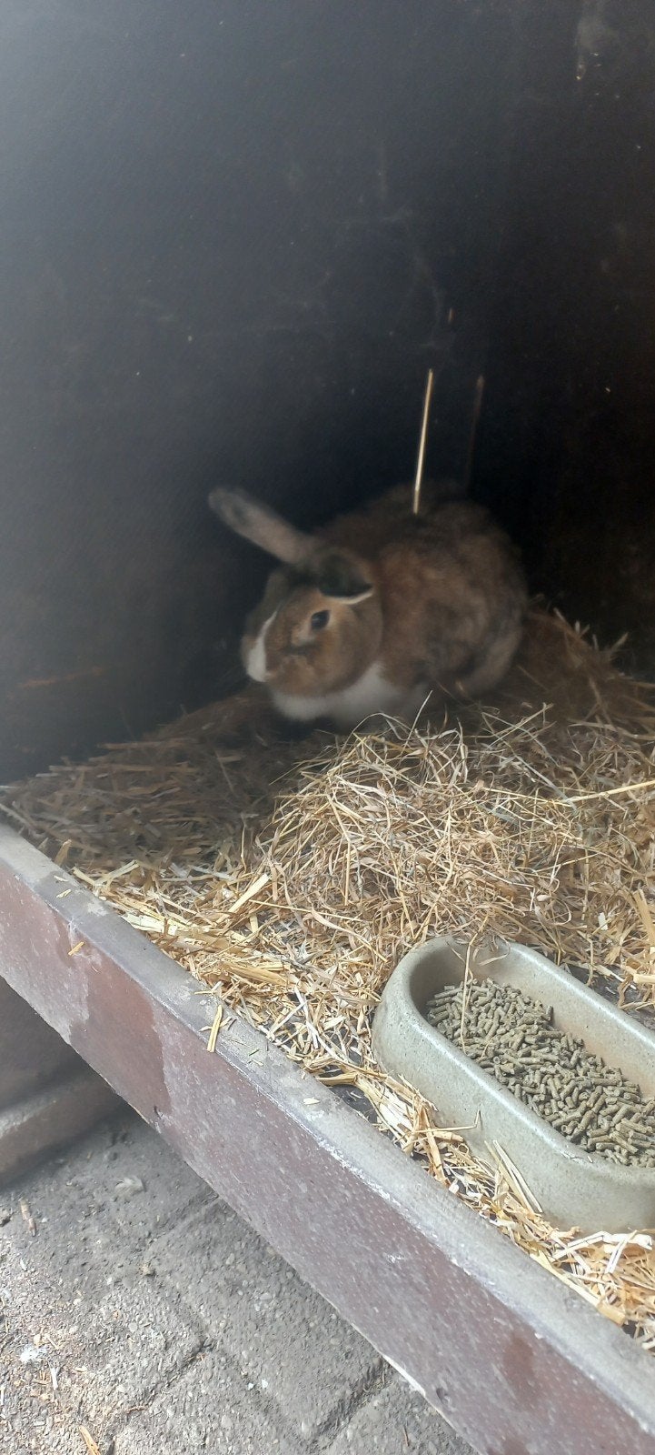 dwergkonijnen, Dieren en Toebehoren, Maart, Mannelijk, Overige typen